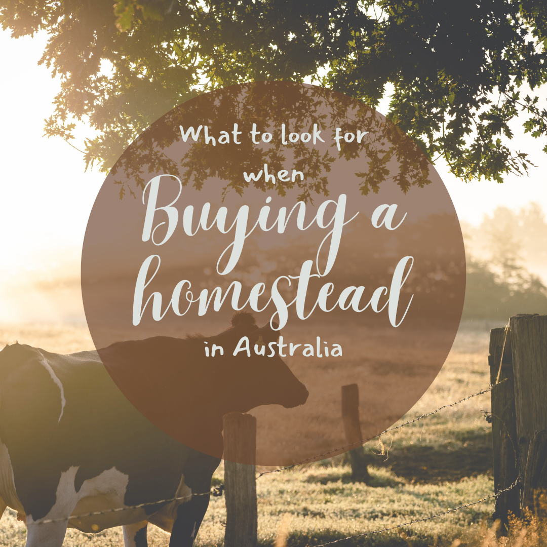 what to look for when buying a homestead in Australia