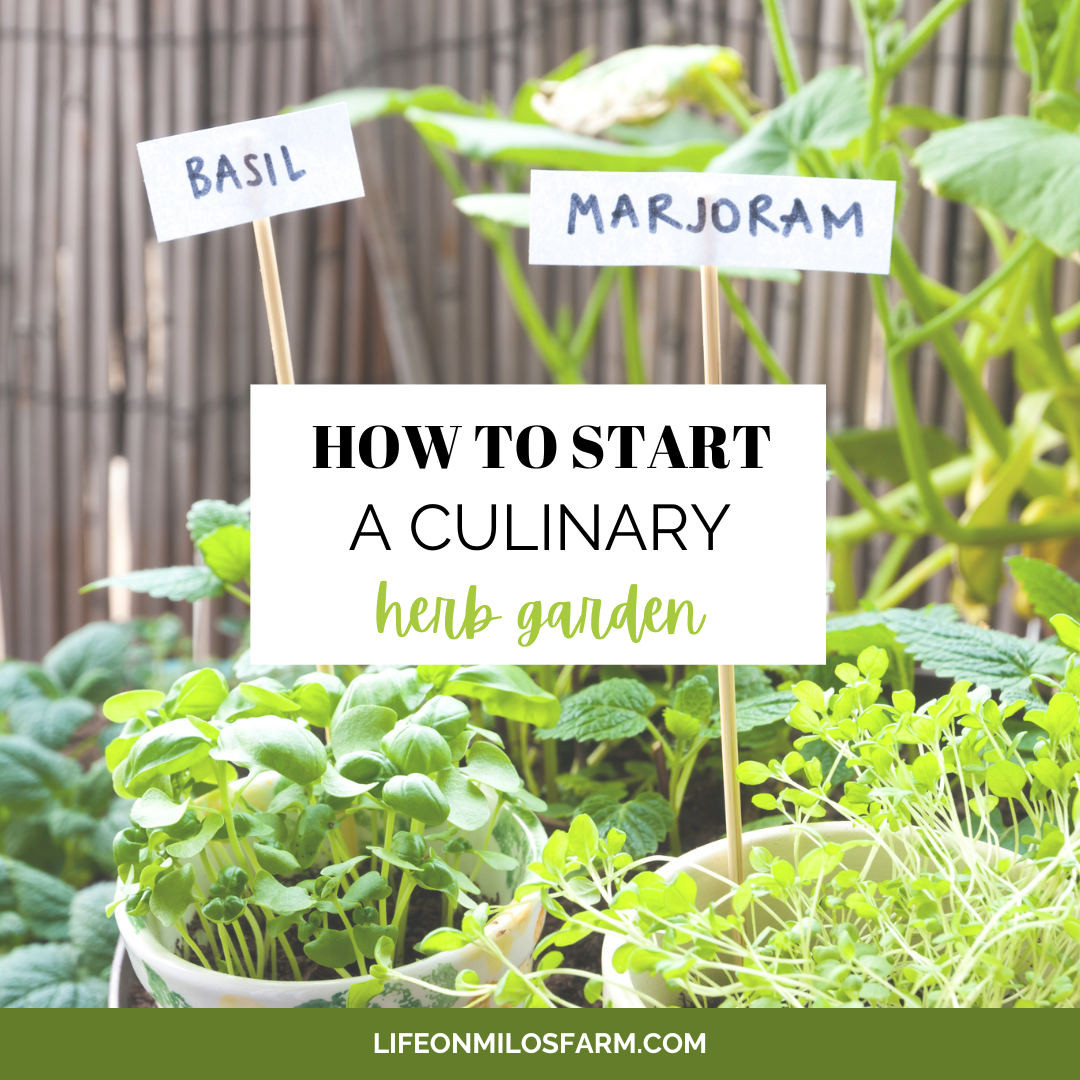 how to start a culinary herb garden